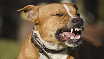 Dog Bites